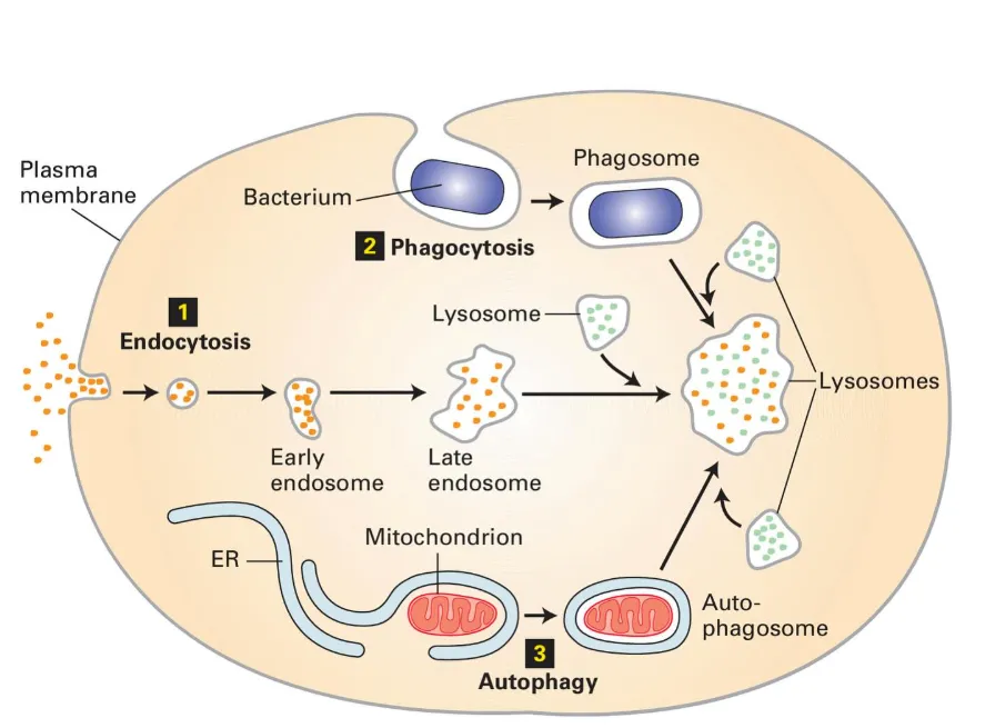 Functions of Lysosomes